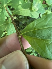 Spiraea alba latifolia