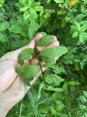 Spiraea alba latifolia