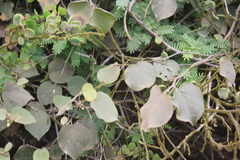 Capparicordis crotonoides