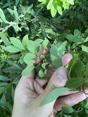 Spiraea alba latifolia