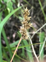 Carex aggregata