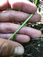 Carex aggregata