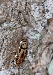Aglaopteryx gemma