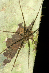 Syntrechalea