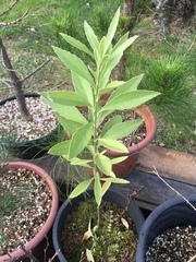 Melicytus chathamicus