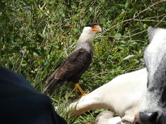 Caracara plancus