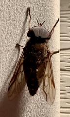 Tabanus catenatus