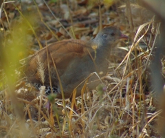 Crypturellus tataupa