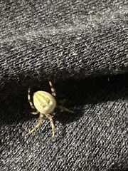 Araneus quadratus