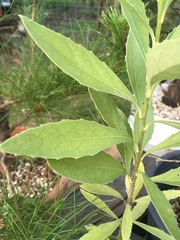Melicytus chathamicus