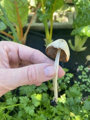 Conocybe apala