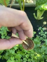 Conocybe apala