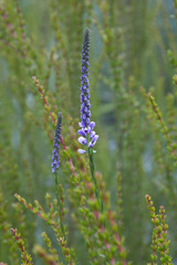 Comesperma confertum