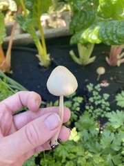 Conocybe apala
