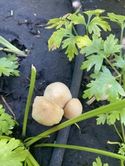 Conocybe apala