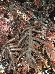 Neoptilota densa