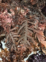 Neoptilota densa