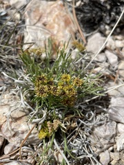 Lomatium graveolens alpinum