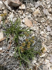 Lomatium graveolens alpinum