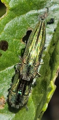 Agrilus sulcatulus