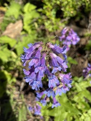 Penstemon ovatus