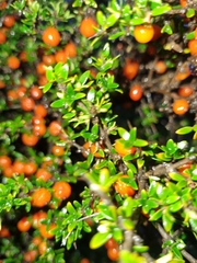 Coprosma nitida