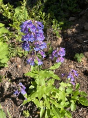 Penstemon ovatus