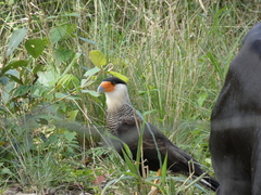 Caracara plancus