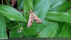 Diasemia accalis