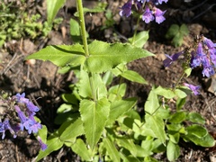 Penstemon ovatus