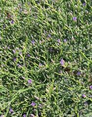 Limonium carolinianum