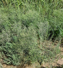 Limonium carolinianum