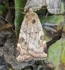 Cryptocala acadiensis