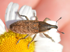 Lixus myagri