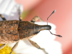 Lixus myagri