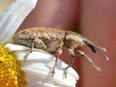 Lixus myagri