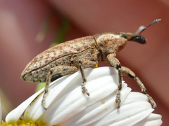 Lixus myagri