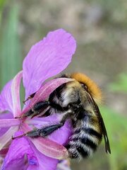Bombus schrencki