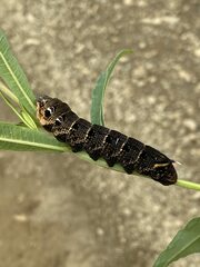Deilephila elpenor