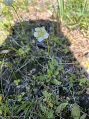 Parnassia palustris