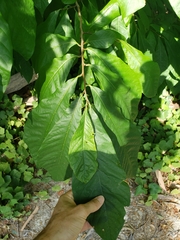 Asimina triloba