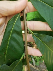 Asimina triloba