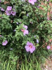 Hibiscus syriacus