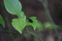 Parallelostethus attenuatus