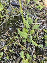 Parnassia palustris
