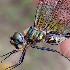 Somatochlora walshii