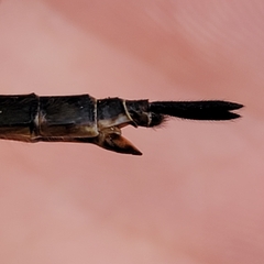 Somatochlora walshii