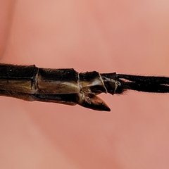 Somatochlora walshii