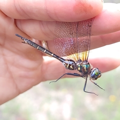 Somatochlora walshii