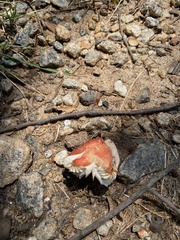 Fungi